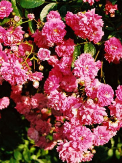 róże pnące Super Dorothy 2