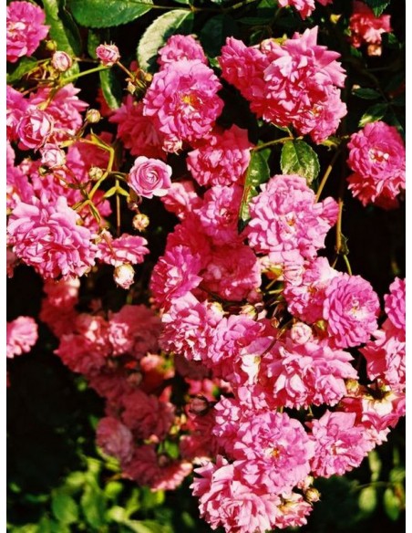 Super Dorothy róże pnące