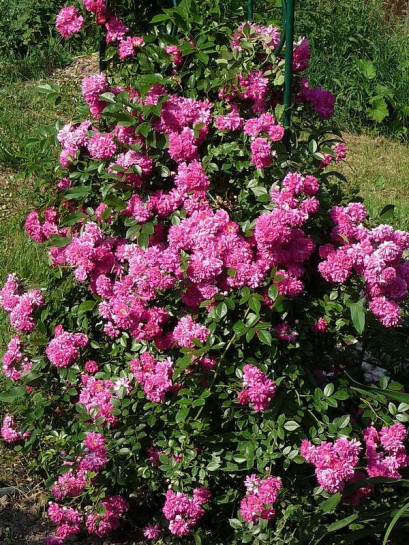 różowe róże pnące Super Dorothy