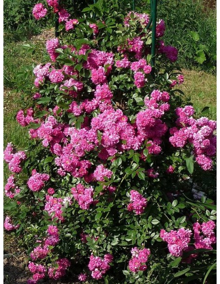 różowe róże pnące Super Dorothy