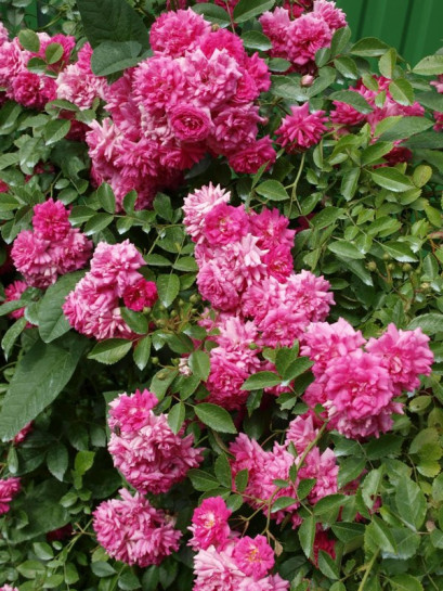 Super Dorothy różowe róże pnące