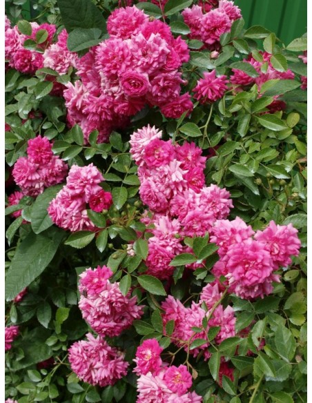 Super Dorothy różowe róże pnące