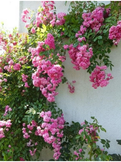 Super Dorothy różowe roze pnace