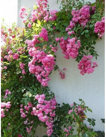 Super Dorothy różowe roze pnace