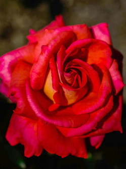 pomarańczowe róże wielkokwiatowe Freude