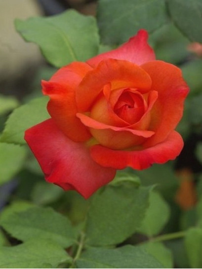 róże wielkokwiatowe