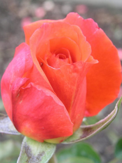  pomarańczowe Freude