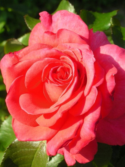 pomaranczowe roze wielkokwiatowe Freude