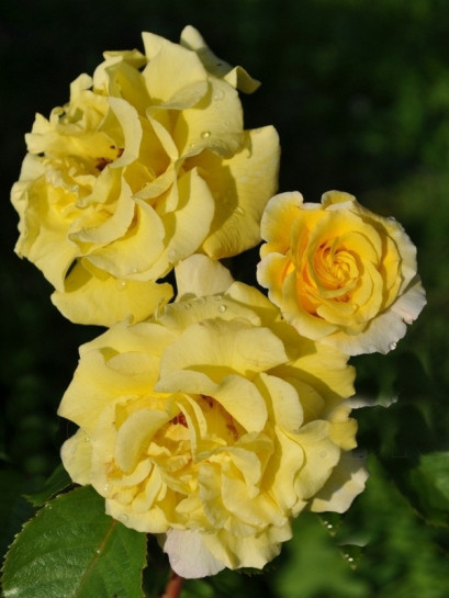 roze zołte golden showers