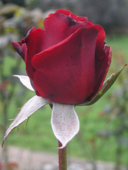 wielkokwiatowe róże bordowe Grand Gala 2