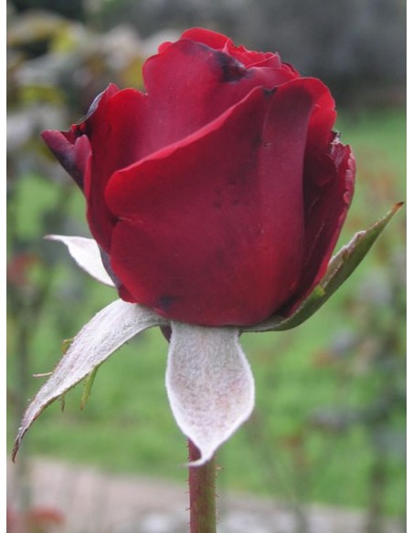 Grand Gala bordowe róże wielkokwiatowe