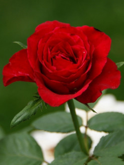 wielkokwiatowe róże bordowe Grand Gala