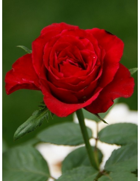 wielkokwiatowe róże bordowe Grand Gala