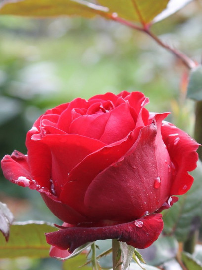 bordowe róże wielkokwiatowe Grand Gala