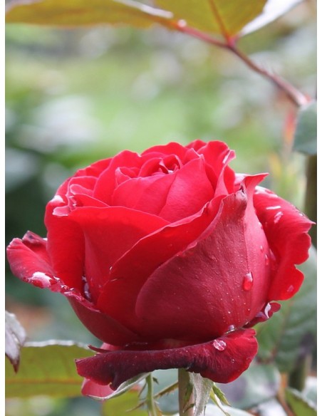 bordowe róże wielkokwiatowe Grand Gala