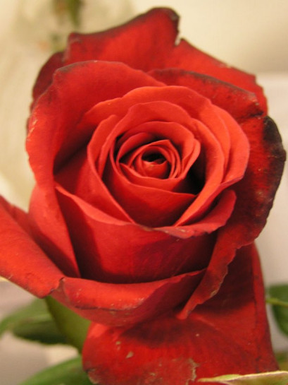 Grand Gala wielkokwiatowe róże bordowe