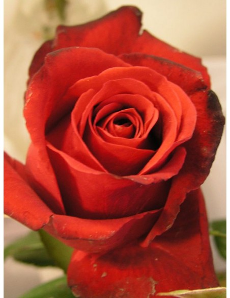 Grand Gala wielkokwiatowe róże bordowe