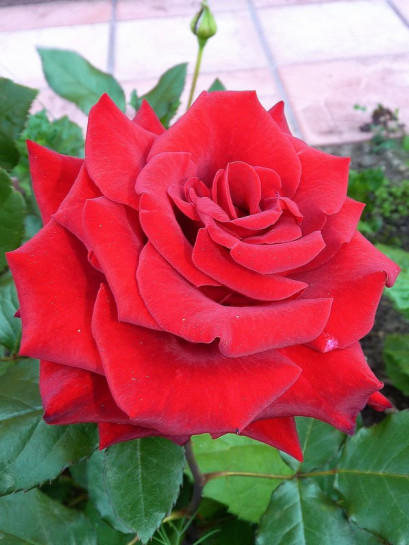 wielkokwiatowe róże bordowe Grand Gala