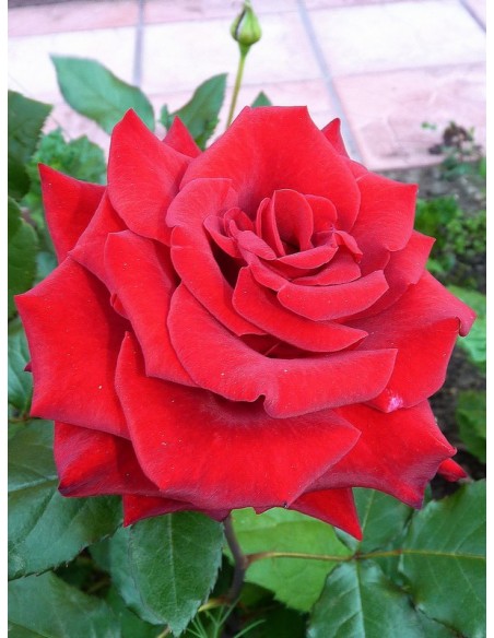 wielkokwiatowe róże bordowe Grand Gala