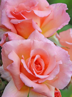 łososiowe róże pnące Compassion