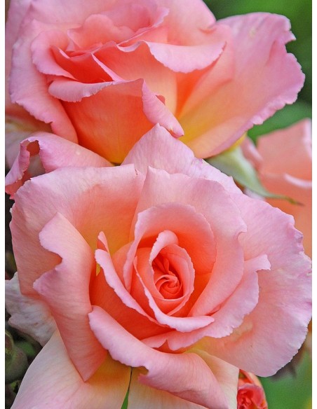 łososiowe róże pnące Compassion