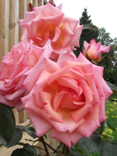 łososiowe Compassion róże pnące 