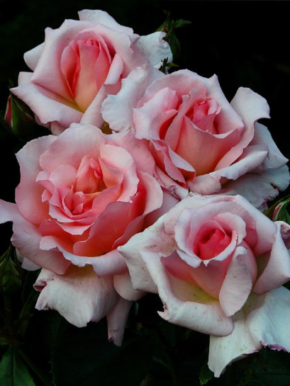 łososiowe roze pnace Compassion