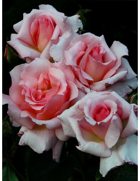 łososiowe roze pnace Compassion