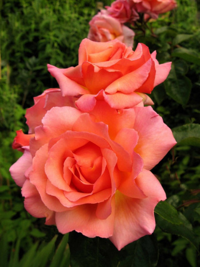  róże pnące łososiowe Compassion