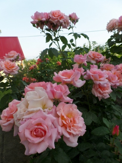 Compassion łososiowe róże pnące