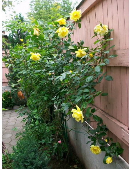 roze żólte golden showers