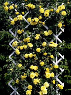 róże pnące Goldstern