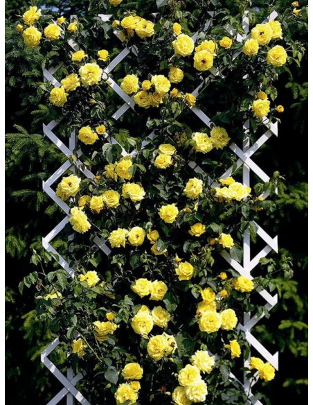 róże pnące Goldstern