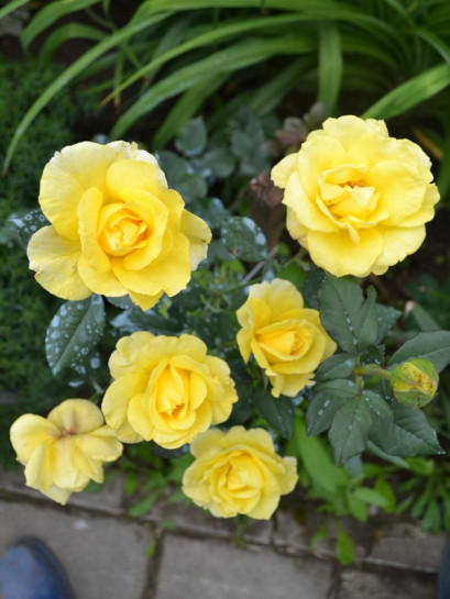 żólte róże pnące Goldstern