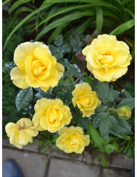 żólte róże pnące Goldstern