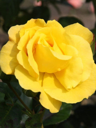 Goldstern żólte róże pnące