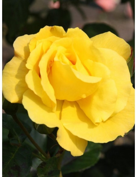 Goldstern żólte róże pnące