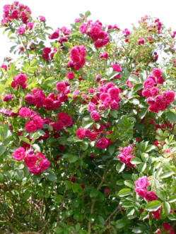 róże parkowe Grootendorst