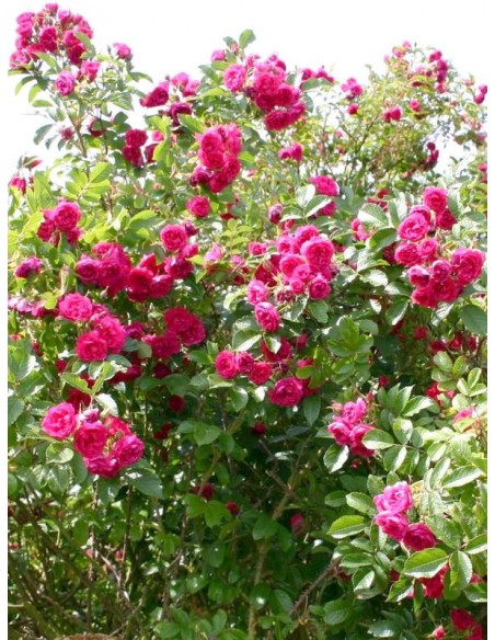 róże parkowe Grootendorst