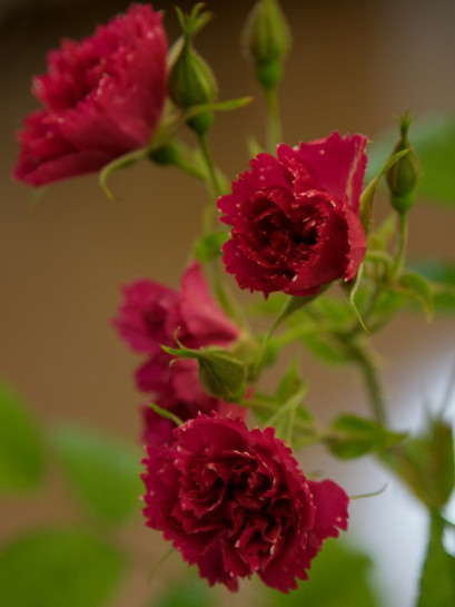 róże parkowe F.J. Grootendorst