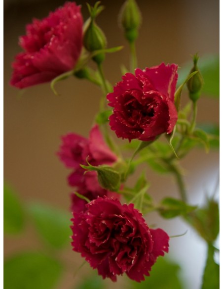 róże parkowe F.J. Grootendorst