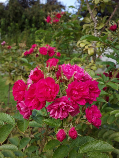 parkowe róże Grootendorst