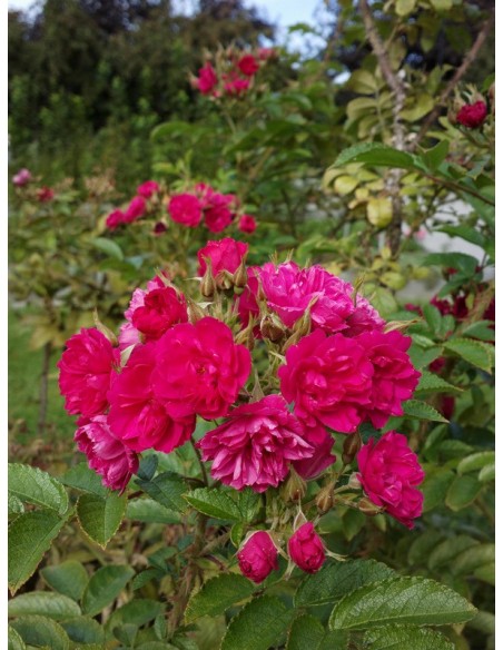 parkowe róże Grootendorst