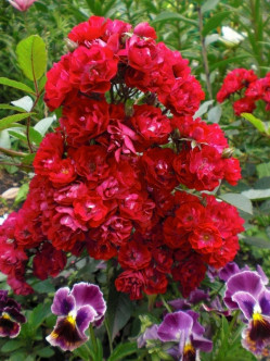 Alberich roze okrywowe