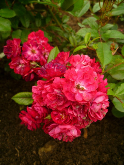 roze okrywowe Alberich 