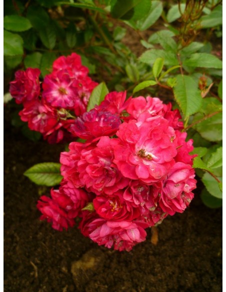 roze okrywowe Alberich 