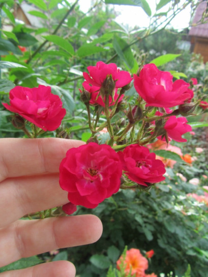 czerwone roze okrywowe Alberich 