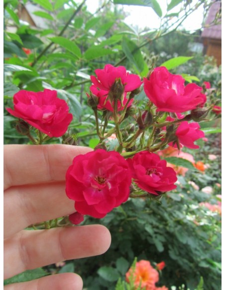 czerwone roze okrywowe Alberich 