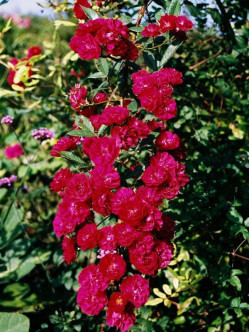 Alberich roze okrywowe 2