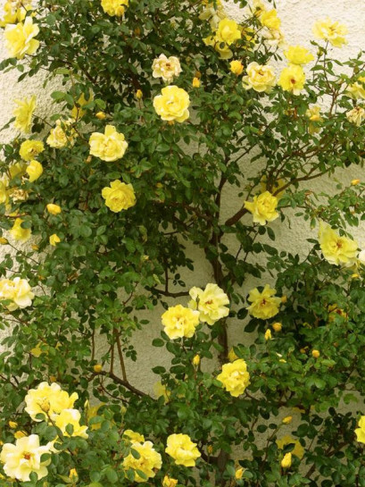 Golden Showers żółte róże pnące